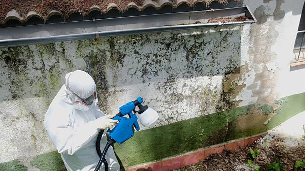 Trusted Mold Inspection service in Brandy Station, VA - Cheap Mold Removal